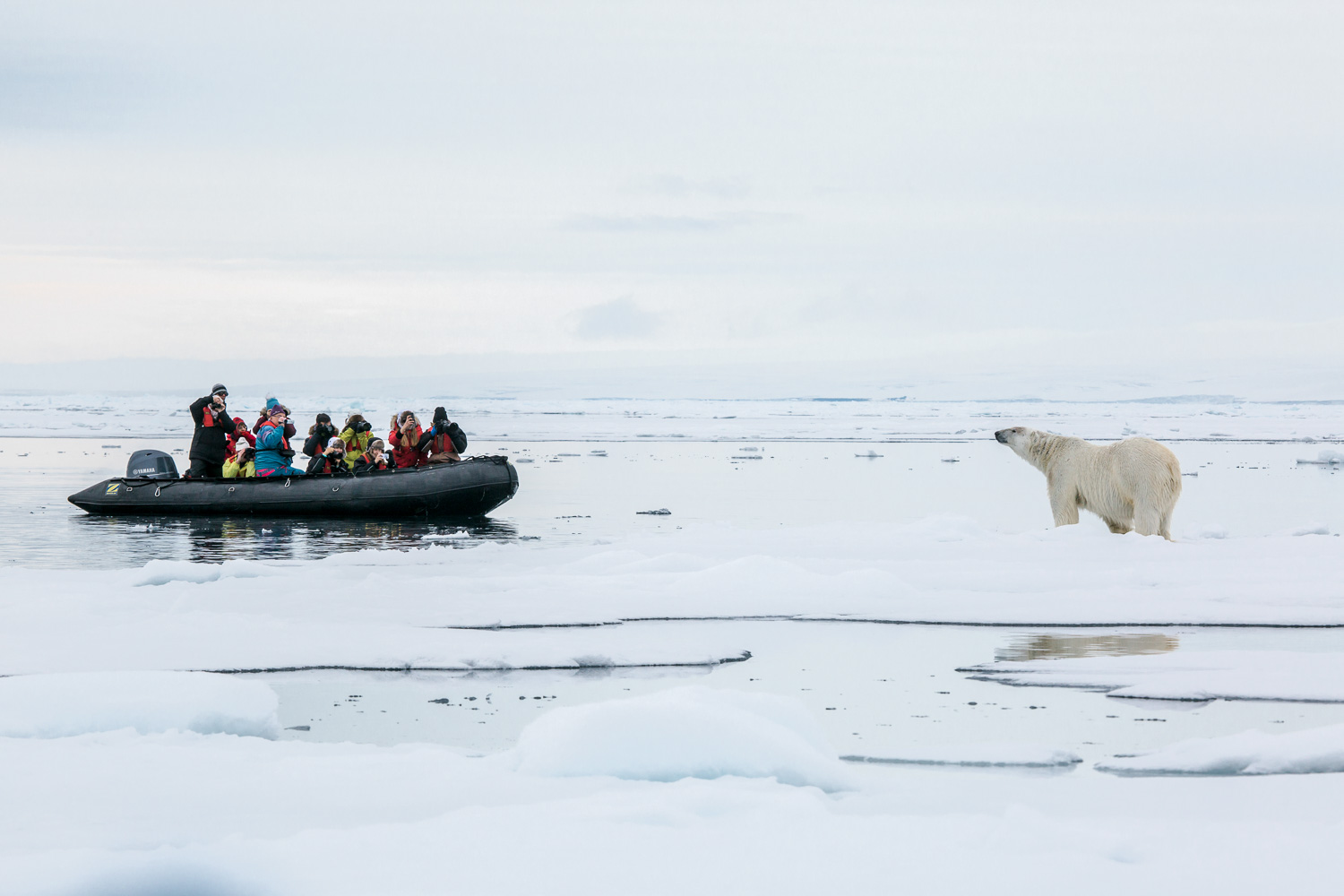 Jonathan Zaccaria bringing you to watch a polar bear