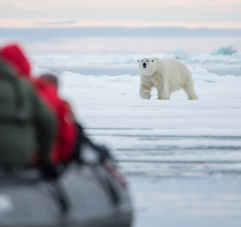 Jonathan Zaccaria bringing you to watch a polar bear
