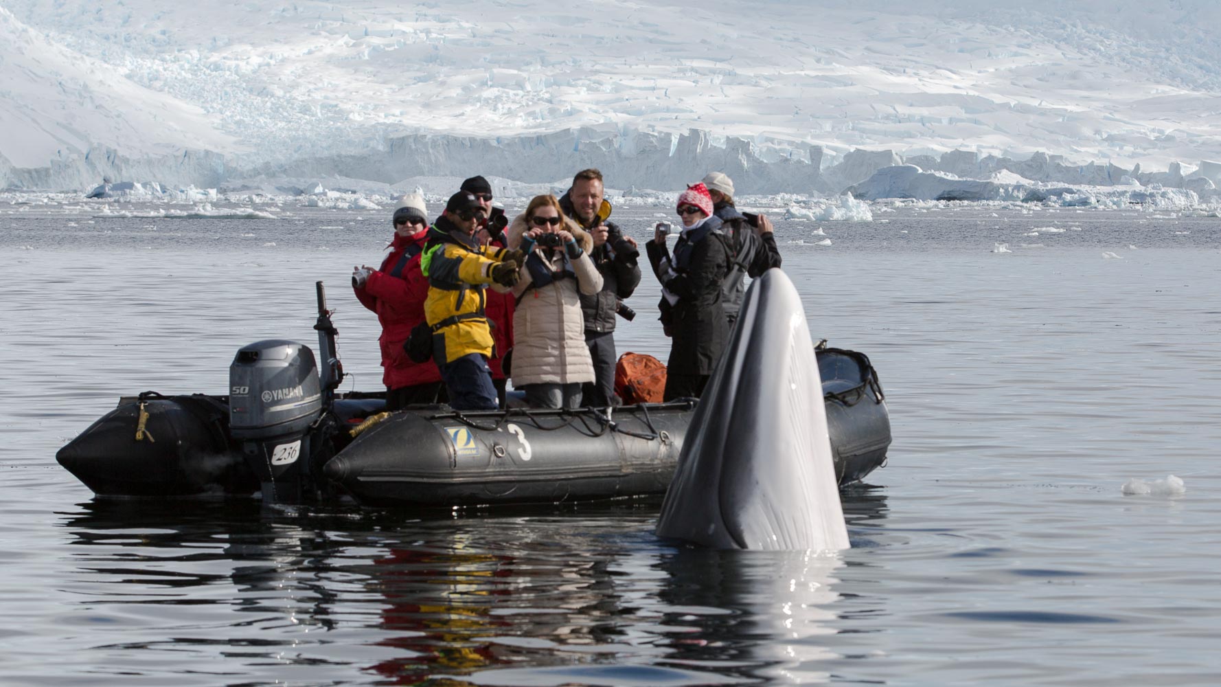 Jonathan Zaccaria and you watching antarctic Minke whale